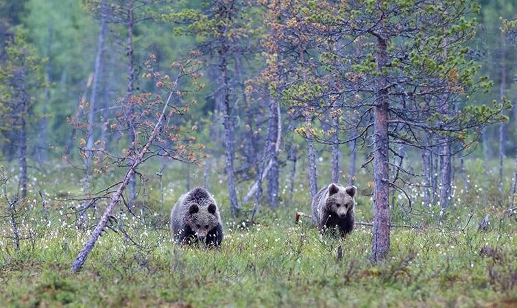 Trentino, l’orso che ha ucciso il runner già responsabile di un’aggressione nel 2020