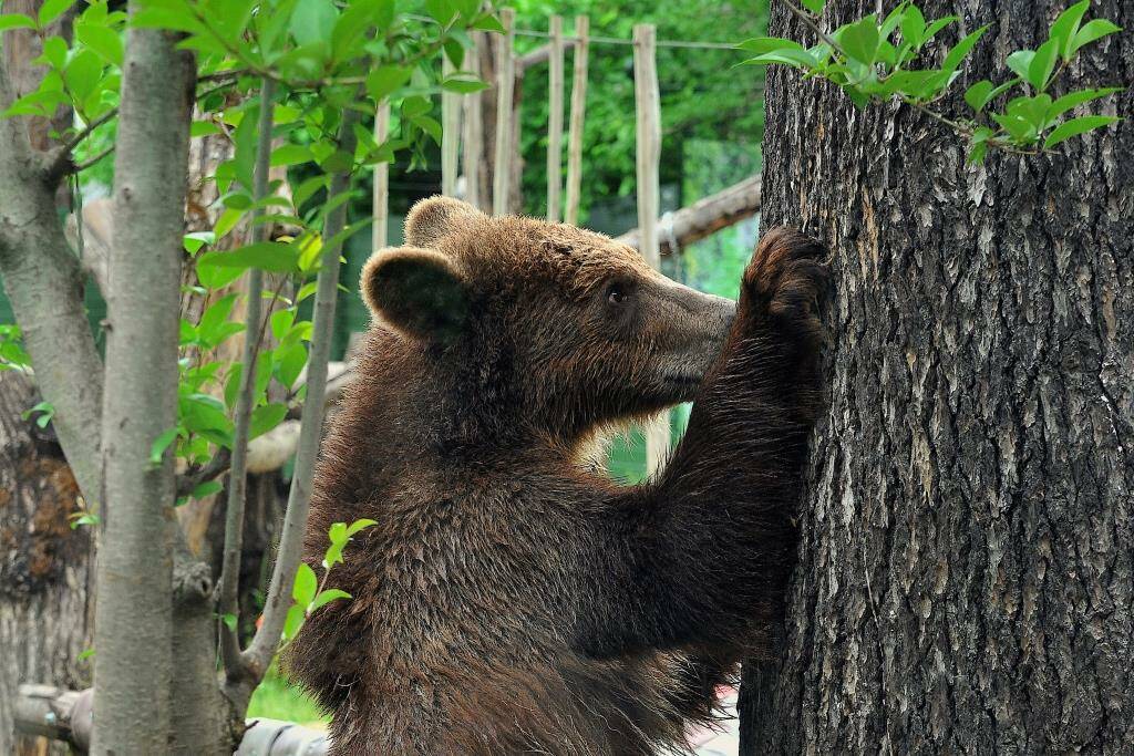 Trentino, gli animalisti: “Fugatti vuole massacrare 50 orsi, la sua è una guerra personale”