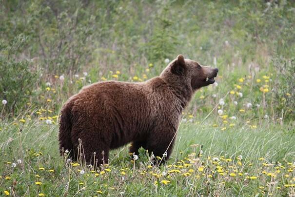 Il Tar sospende l’ordinanza di abbattimento dell’orsa Jj4 in Trentino