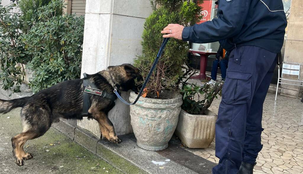 Cane poliziotto trova droga tra i rami di un albero