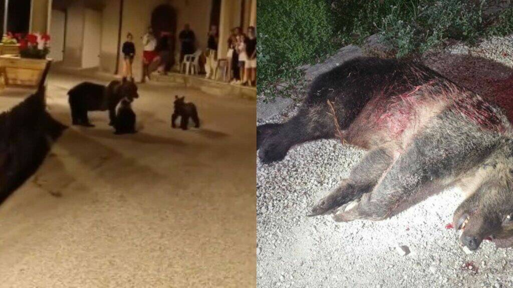 L’Abruzzo piange l’orsa Amarena: uccisa a fucilate