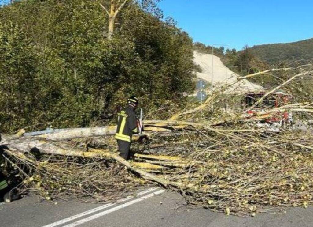 Casina, cade un albero: statale 63 bloccata