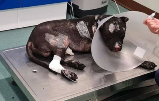 Palermo, brucia vivo il suo cane: rischia il linciaggio