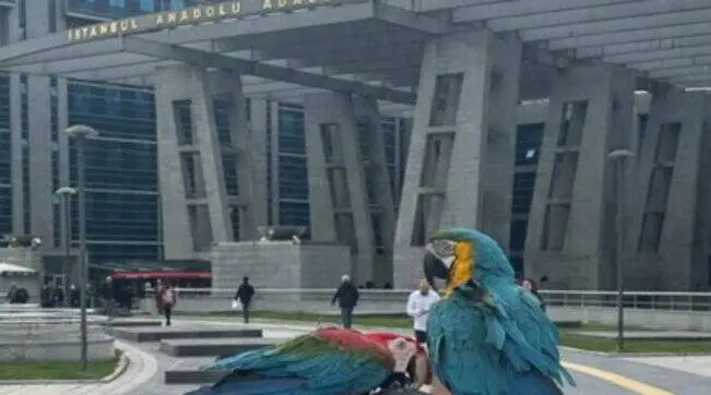 Turchia, scopre il tradimento grazie ai pappagalli