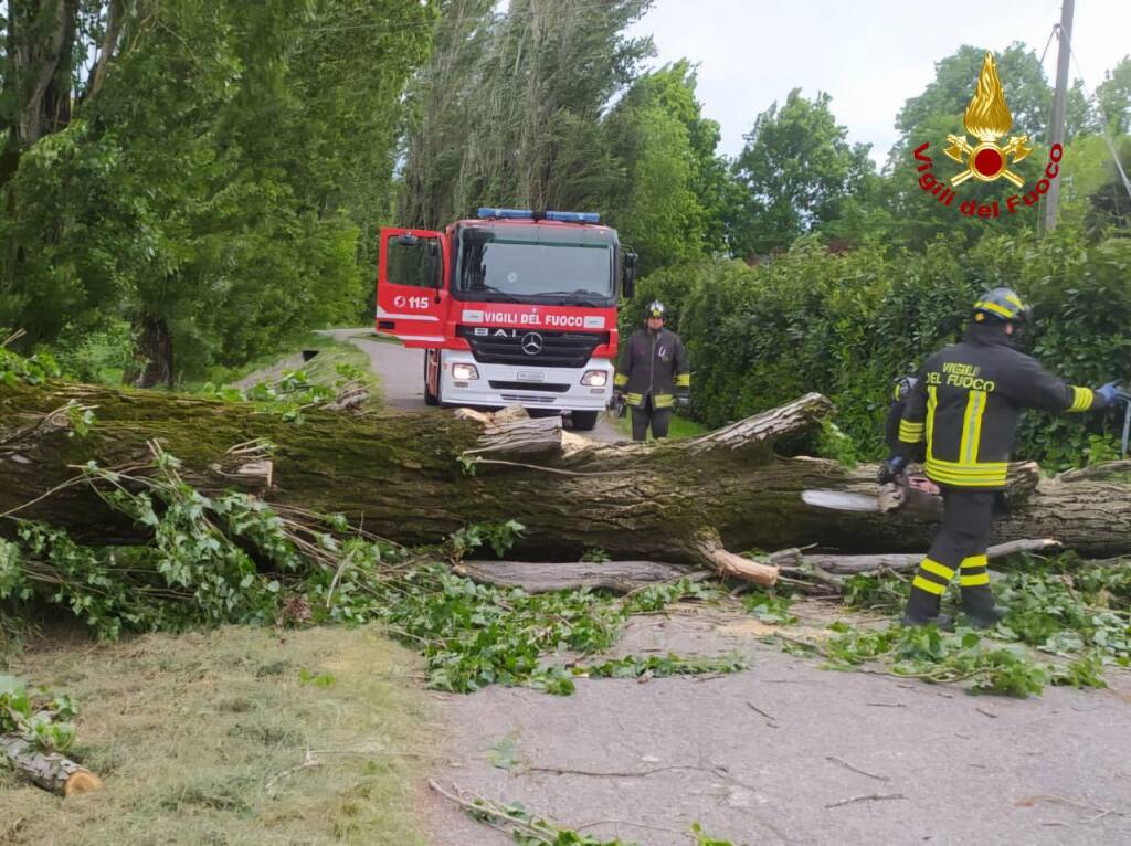 Raffiche di vento in provincia: alberi caduti