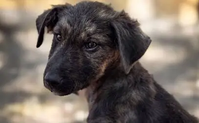 Eolo, un cucciolotto tenerissimo