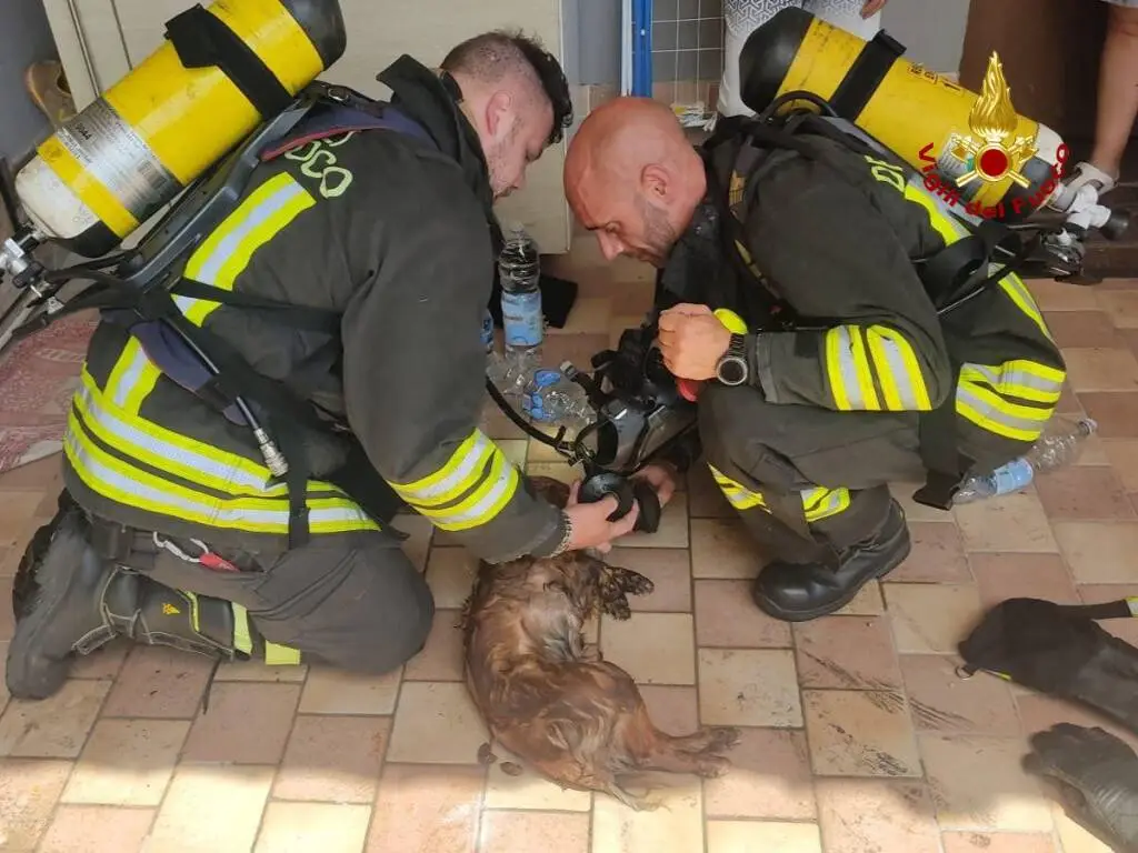 Cadelbosco Sopra, cagnolina salvata dai vigili del fuoco